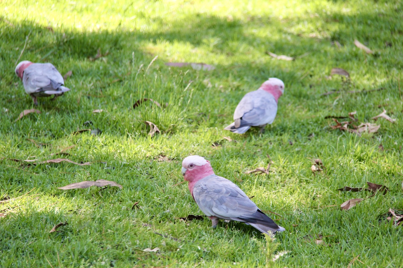 Canberra