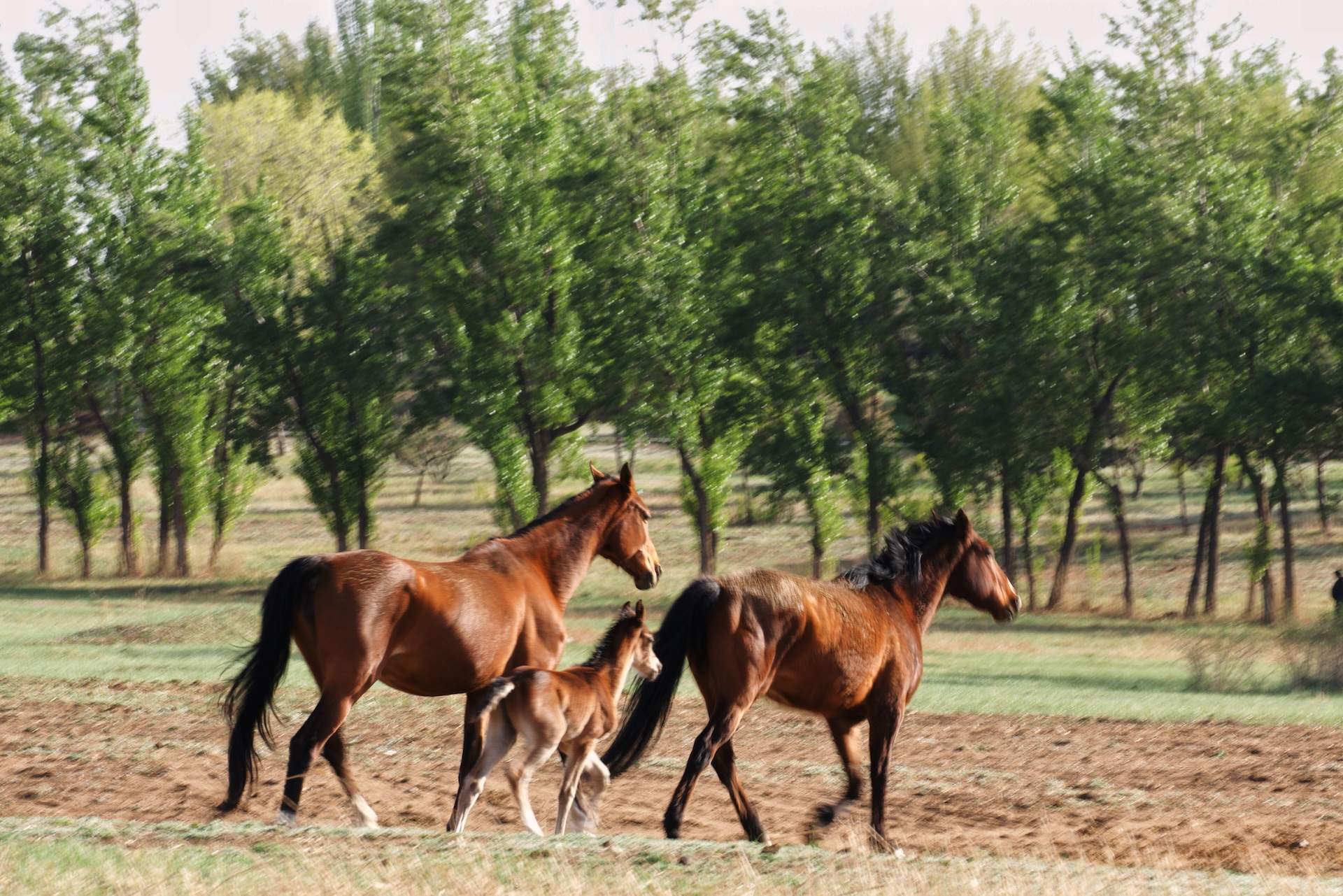 Inner Mongolia